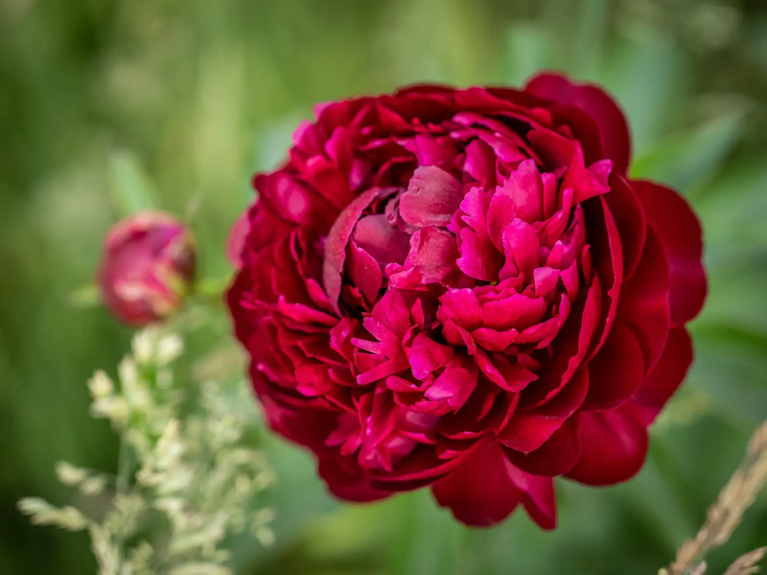HOF DÖRKES - rote Blume