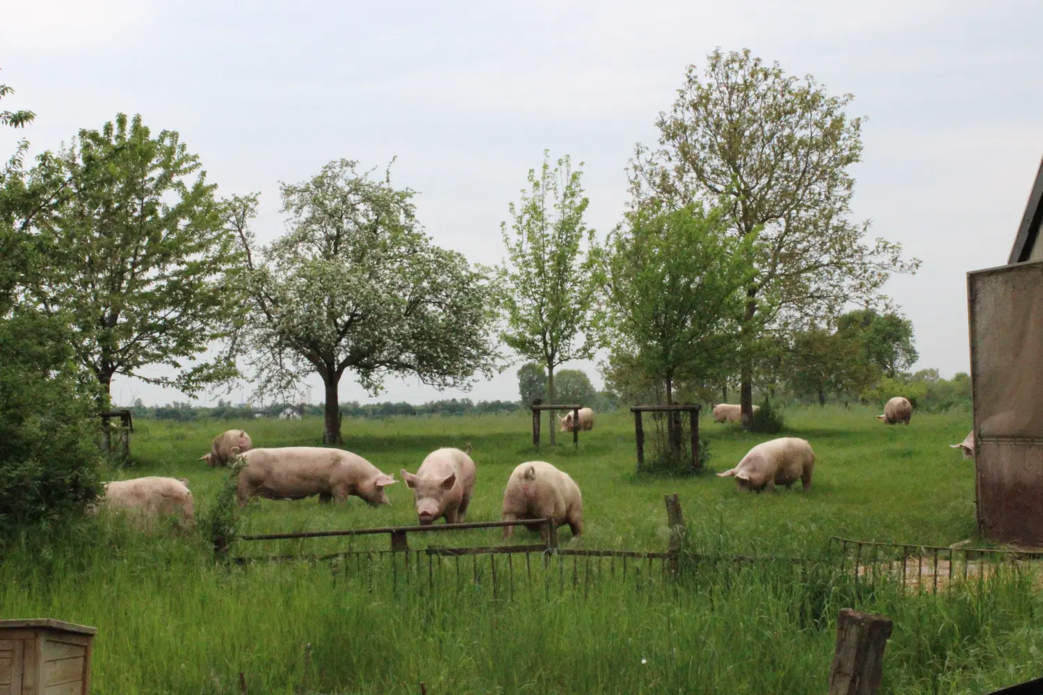 HOF DÖRKES - Schweine