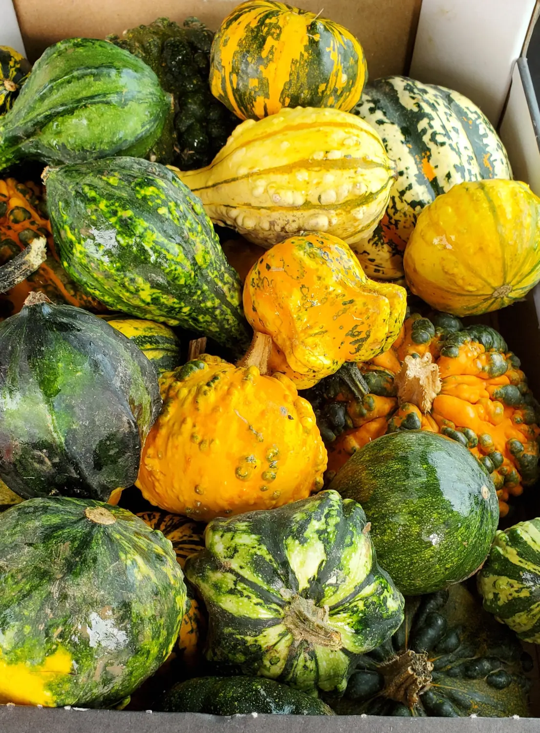 HOF DÖRKES - TISCHDEKORATION AUF HOLZBRETT MIT KÜRBISSEN, KERZEN, BEEREN UND FRISCHEN BLÜTEN