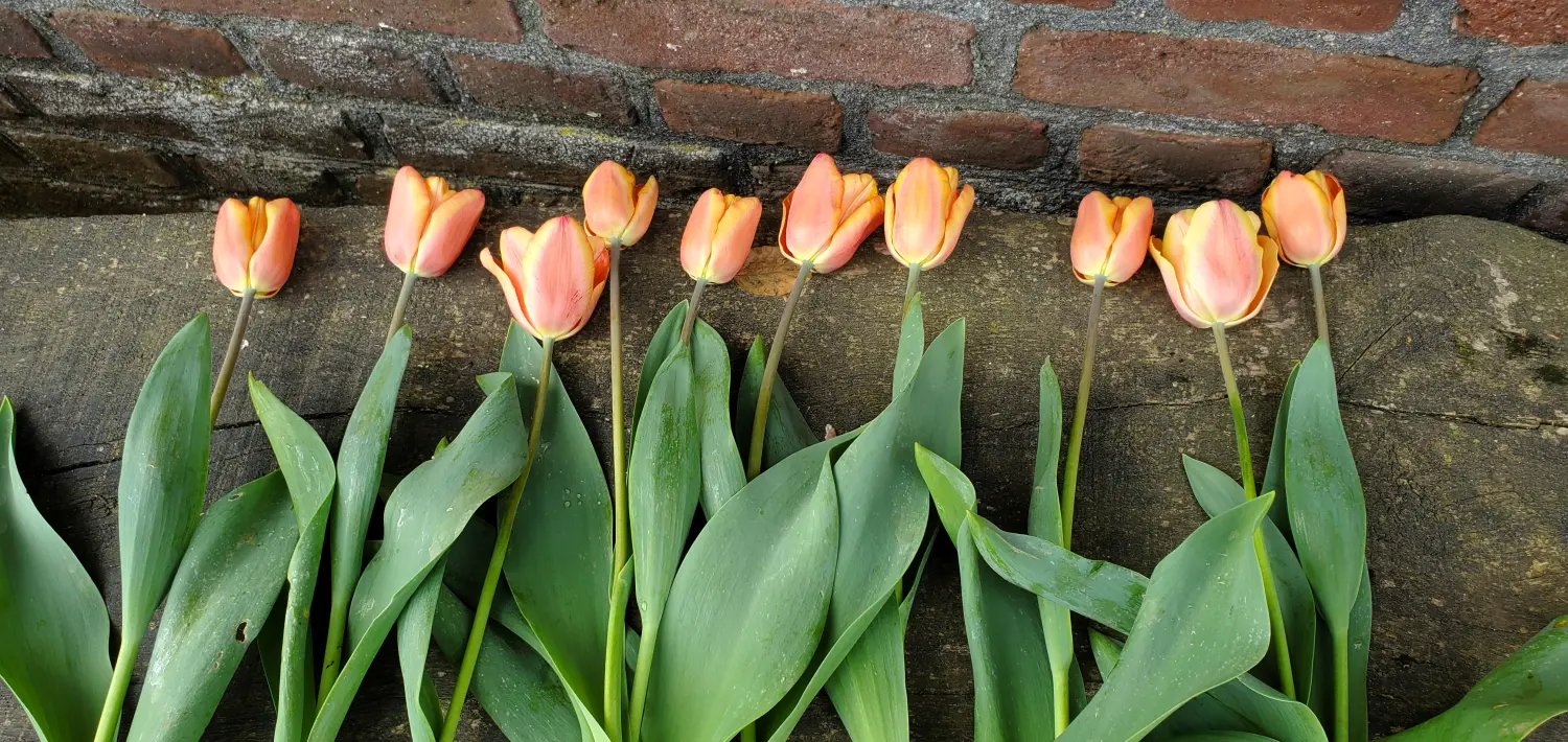 HOF DÖRKES - Blumen