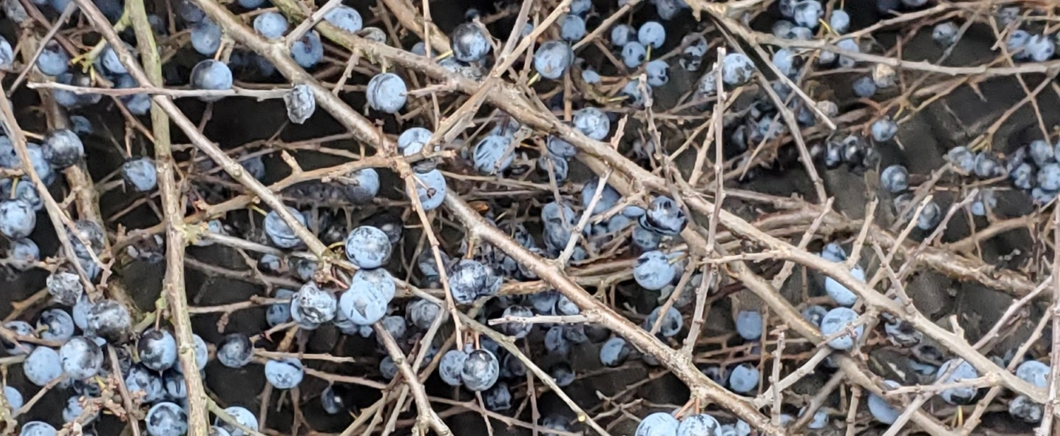 HOF DÖRKES - Kerzen und Blumen