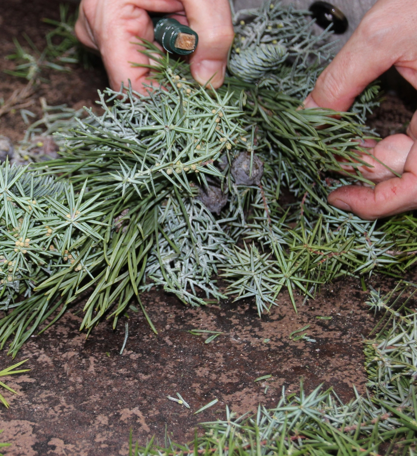 HOF DÖRKES - Zeichnung